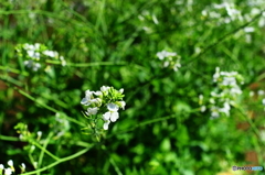 春の陽気に誘われて12