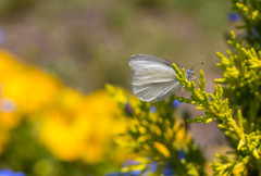 small white