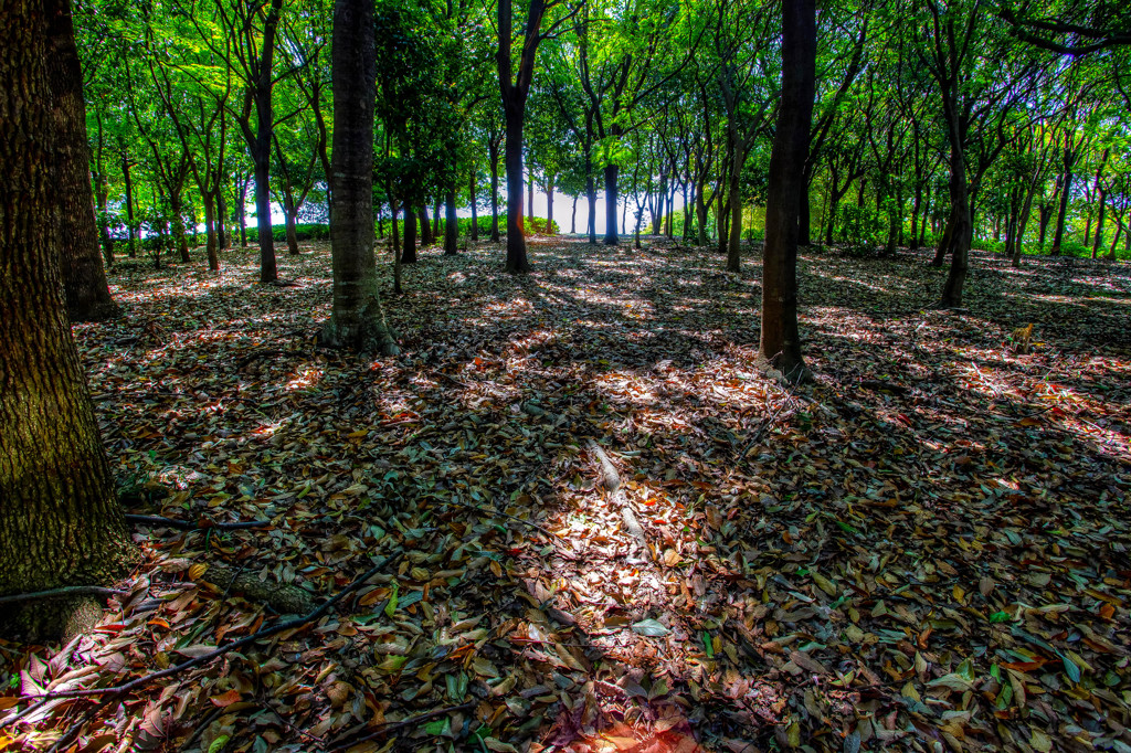 in the forest