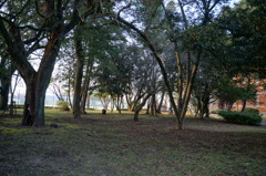 木立ち