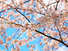 sakura