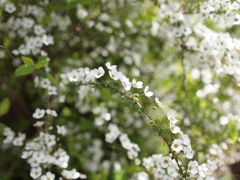 Coming of spring