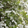 Coming of spring