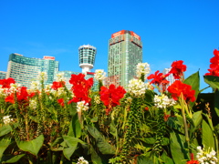 Blooming