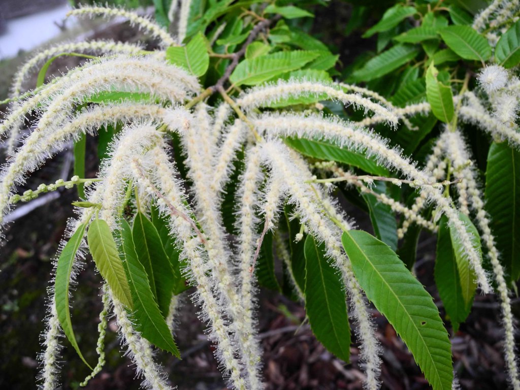 栗の花も見つけました