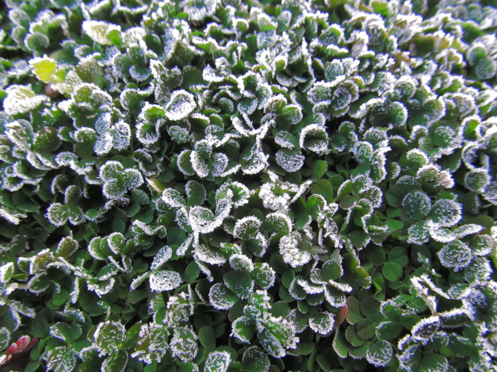 冬の雑草