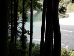 木陰の仁淀川