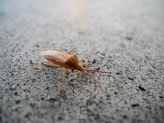 これもよく知りませんがどうぞ
