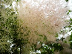 ふんわり　花