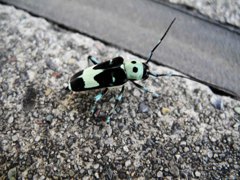 どこのどちら様でしょう？