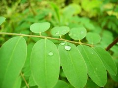 梅雨の雨の止み間に撮影