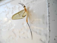 かげろう だと思いますが