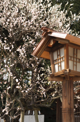 3月は梅の時期。