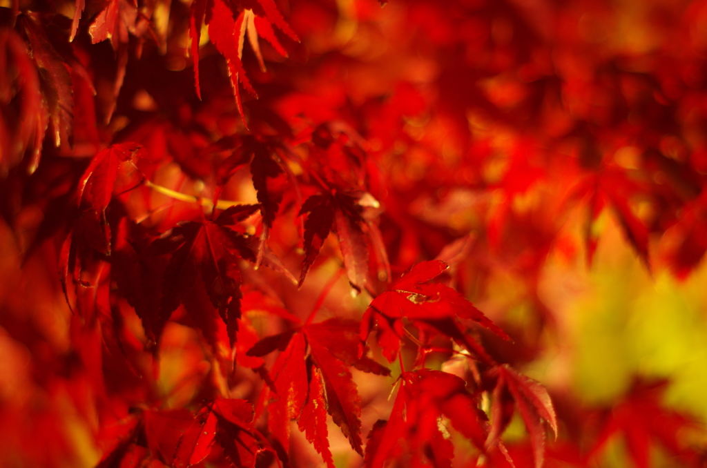 真っ赤なもみじ