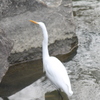 えさを探すシロサギ
