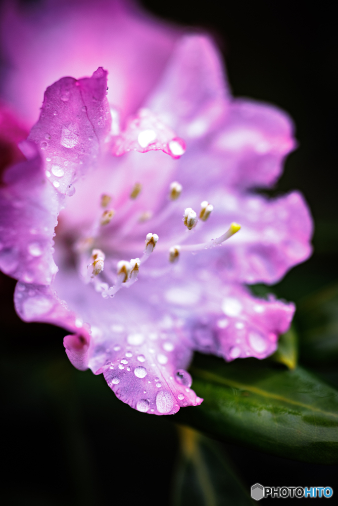 雨に濡れる花