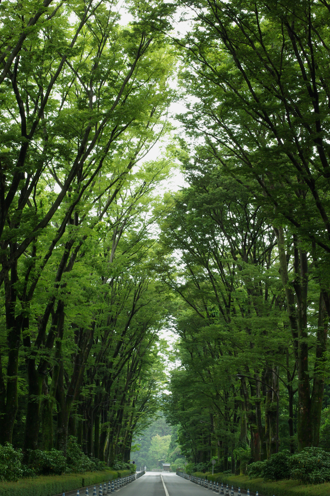 IMGP6768 のコピー