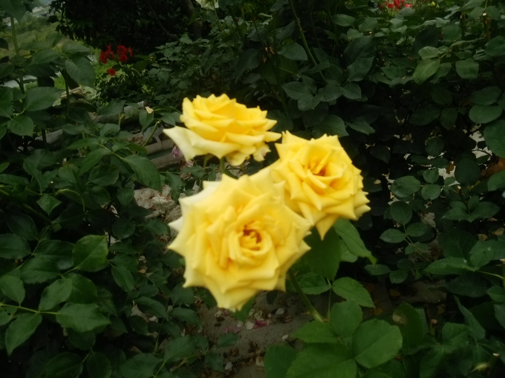 DSC_2781
