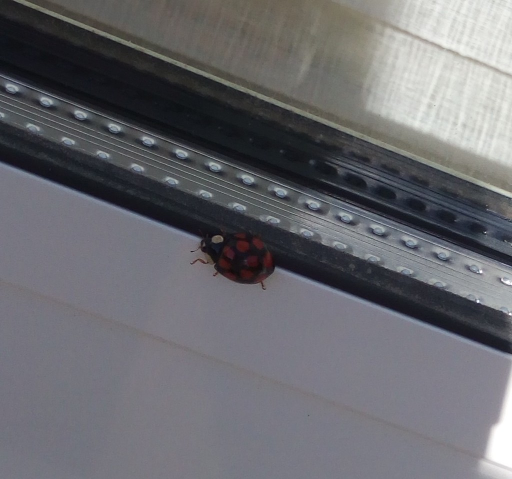 IMG_20171202_182942_860