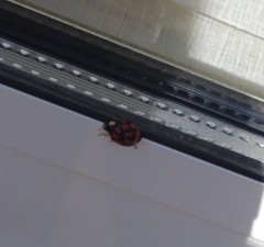 IMG_20171202_182942_860