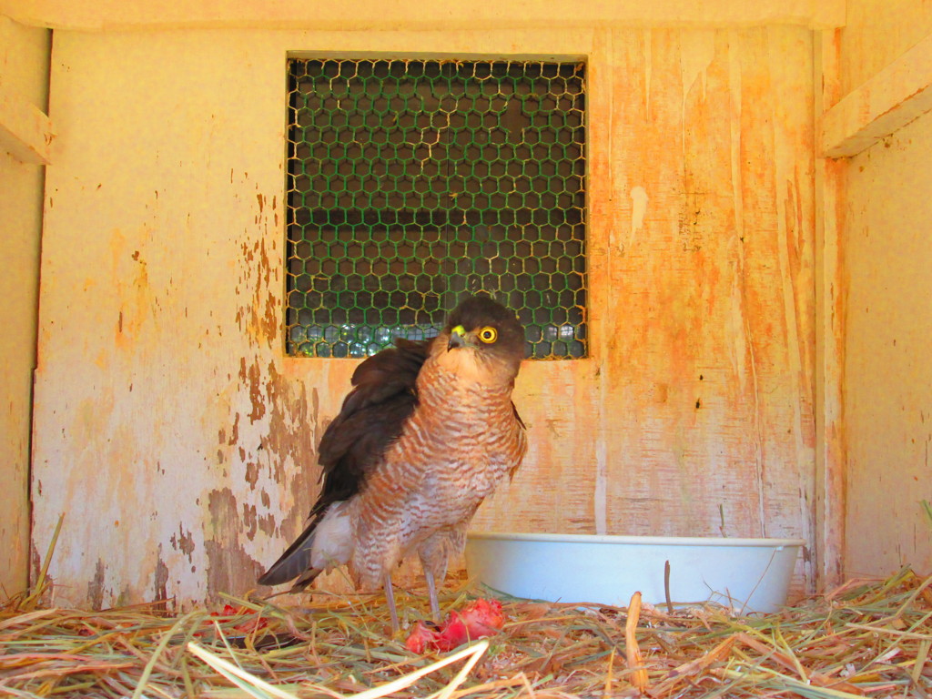 行徳野鳥観察舎にて