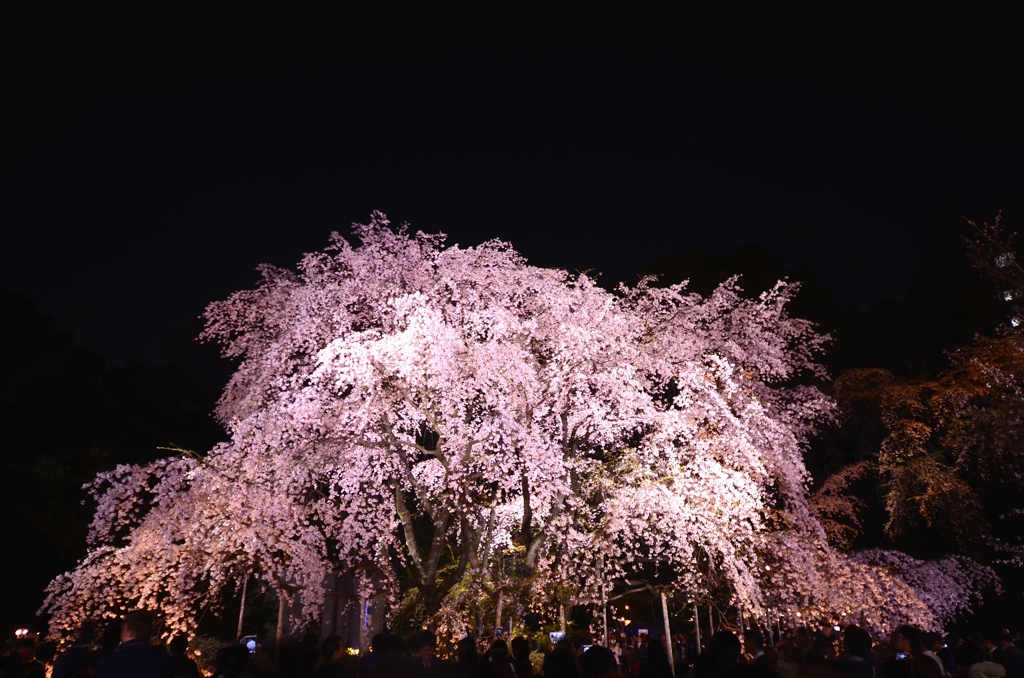 六義園　しだれ桜②