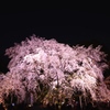 六義園　しだれ桜②