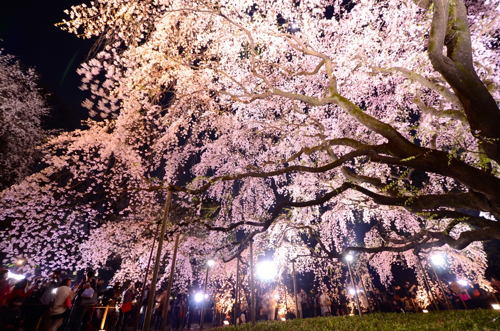 六義園　しだれ桜①