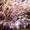 六義園　しだれ桜①