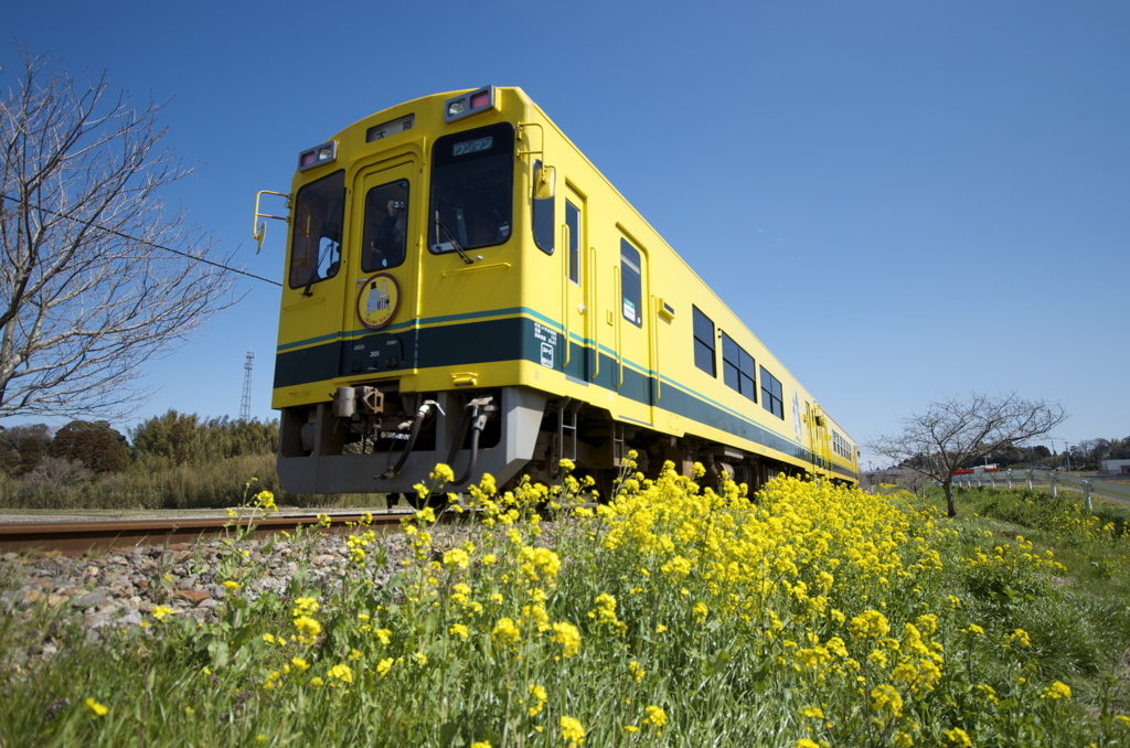 いすみ鉄道と菜の花