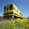 いすみ鉄道と菜の花