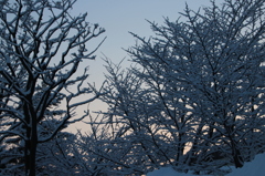 雪化粧の夜明け