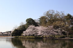 桜と池