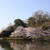 桜と池