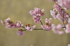 河津桜　その１