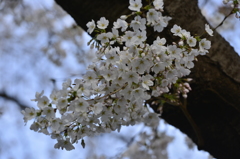 染井吉野 in 蘆花公園