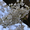 染井吉野 in 蘆花公園
