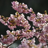 河津桜　その２