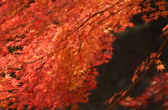 秋の紅葉 其の壱