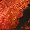 秋の紅葉 其の壱