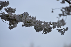染井吉野 in 蘆花公園