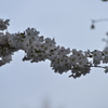 染井吉野 in 蘆花公園