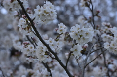 染井吉野 in 蘆花公園