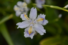 何の花？？ in 蘆花公園