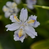 何の花？？ in 蘆花公園