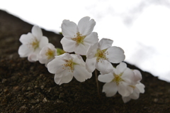 染井吉野 in 蘆花公園