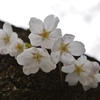 染井吉野 in 蘆花公園
