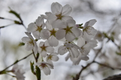 染井吉野 in 蘆花公園