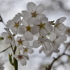 染井吉野 in 蘆花公園