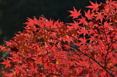 秋の紅葉　其の参